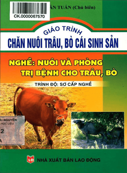 Giáo Trình Chăn Nuôi Trâu Bò Cái Sinh Sản – Bí Quyết Tăng Năng Suất