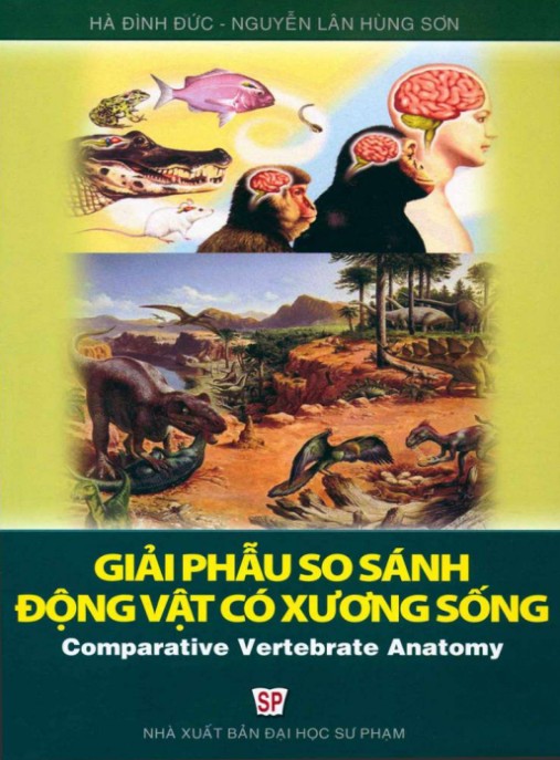 Giáo trình Giải phẫu so sánh động vật có xương sống (Tái bản lần thứ nhất) – Phần 2 | Ebook PDF chuyên sâu