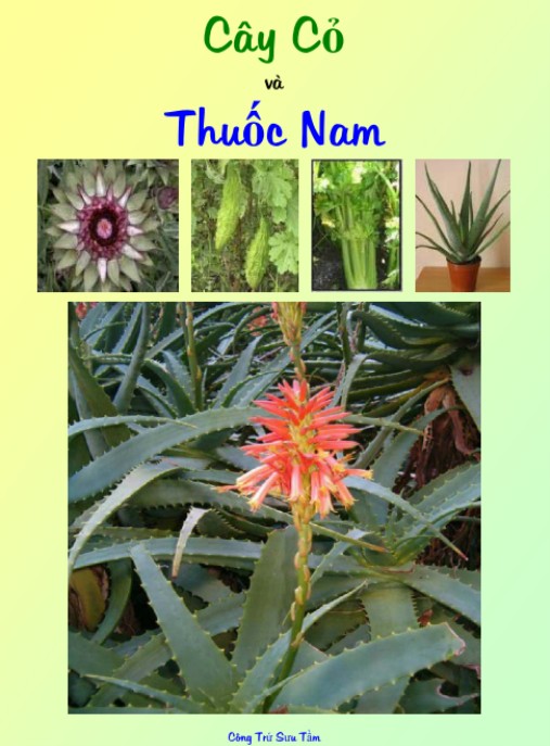 Cây Cỏ Và Thuốc Nam – Bí Quyết Sức Khỏe Từ Thiên Nhiên