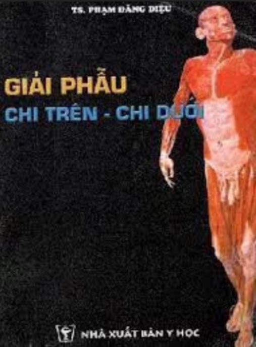 Giải Phẫu Chi Trên Chi Dưới – Tài Liệu Y Khoa Chuyên Sâu