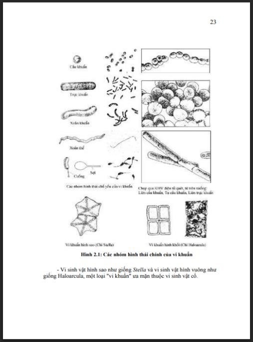 Giáo trình học về vi sinh vật học – Kỹ thuật nhuộm và quan sát chuyên sâu