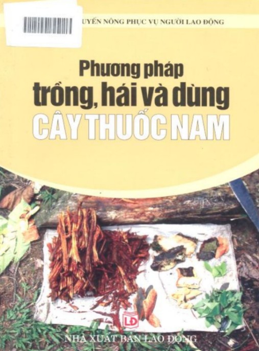 Phương Pháp Trồng Hái Và Dùng Cây Thuốc Nam – Bí Quyết Sức Khỏe Thiên Nhiên