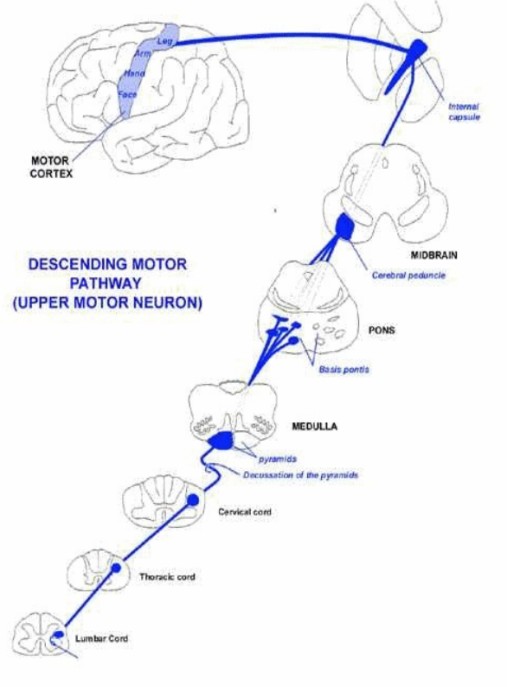 Tai Biến Mạch Máu Não Tập 1 – Hướng Dẫn Phòng Ngừa & Điều Trị Hiệu Quả
